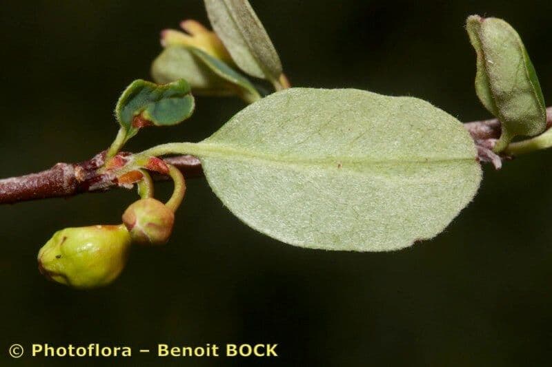 Cotoneaster 10