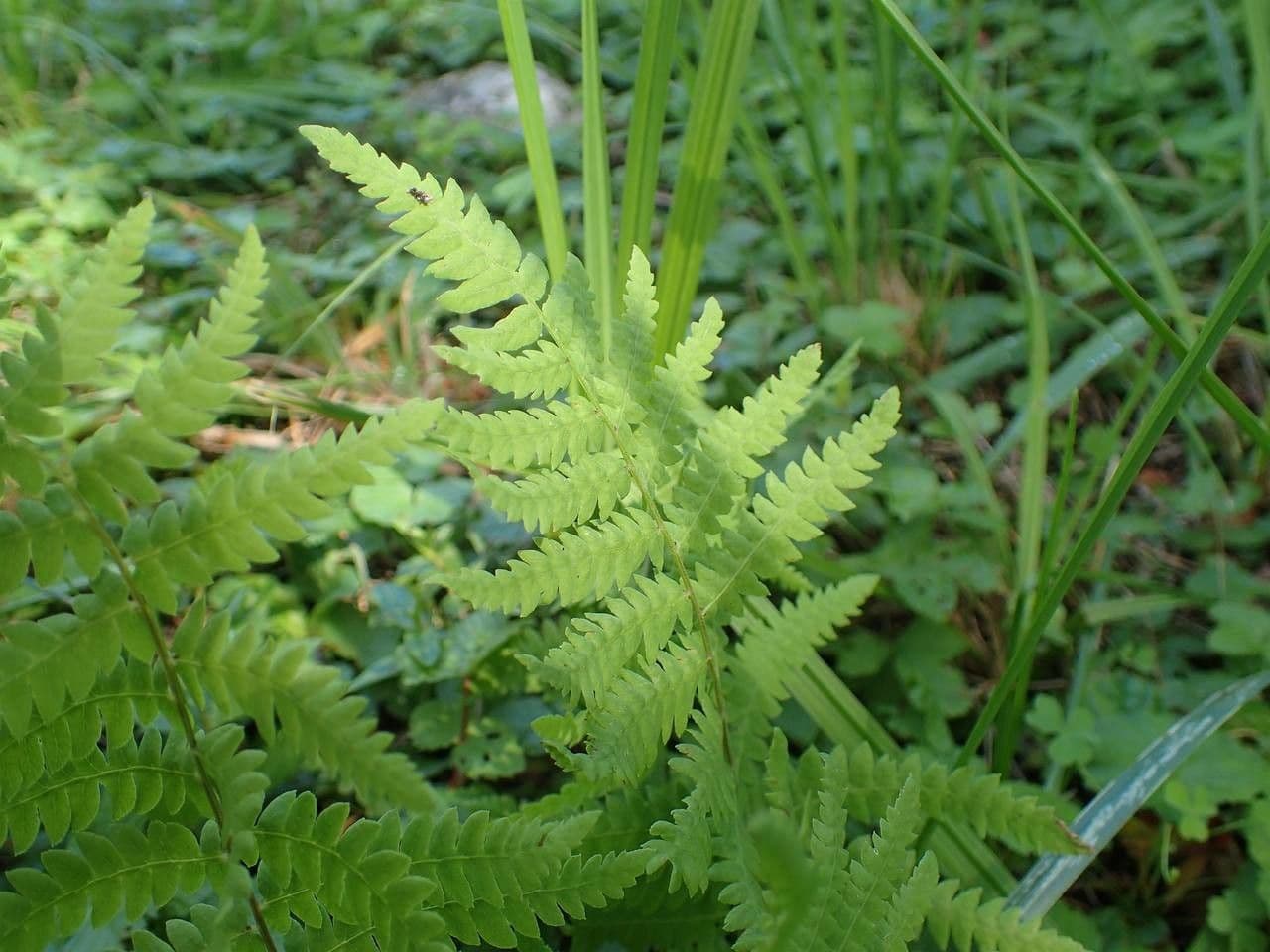 Felce di palude 3