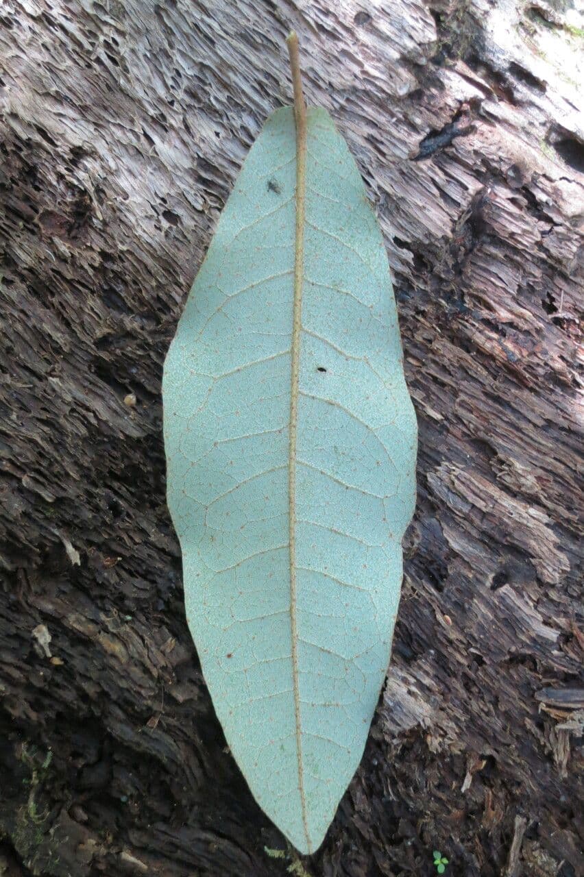 Aextoxicon punctatum 22