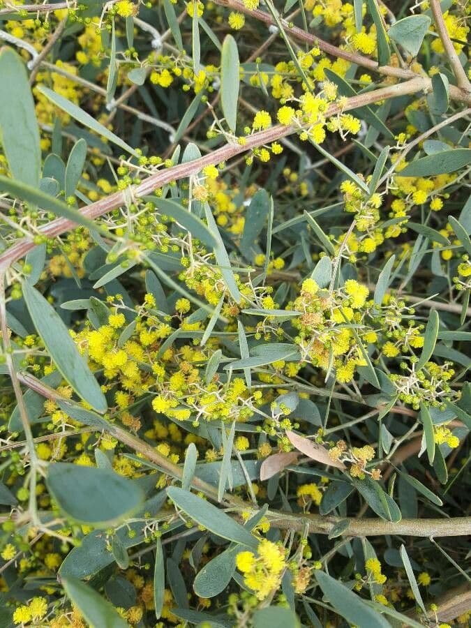 Acacia 11