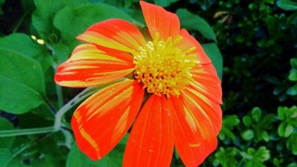 Tithonia rotundifolia 10