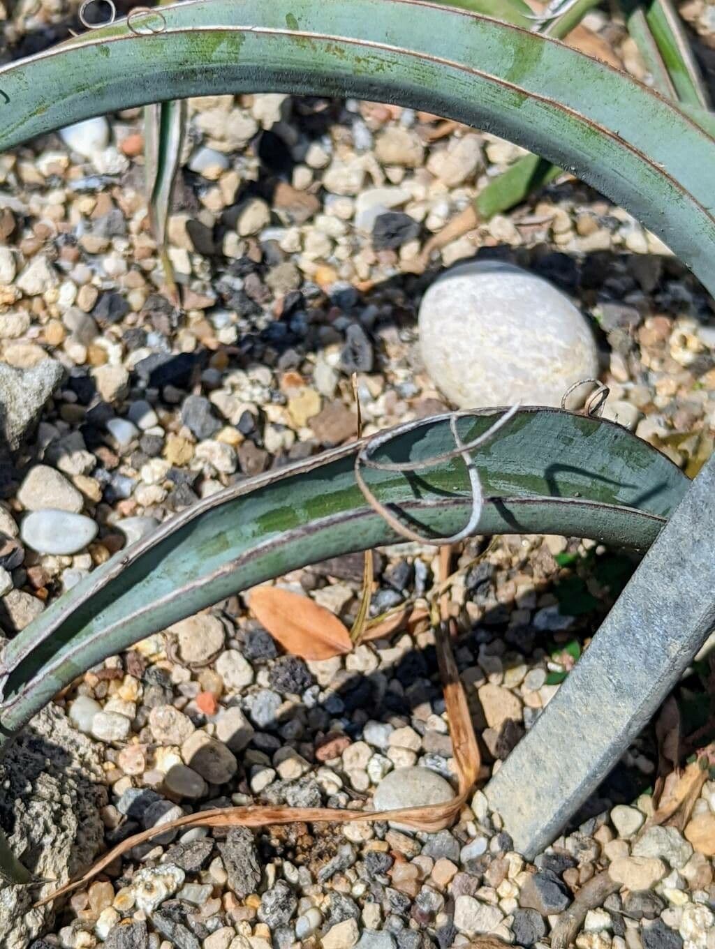 Yucca bacata 20