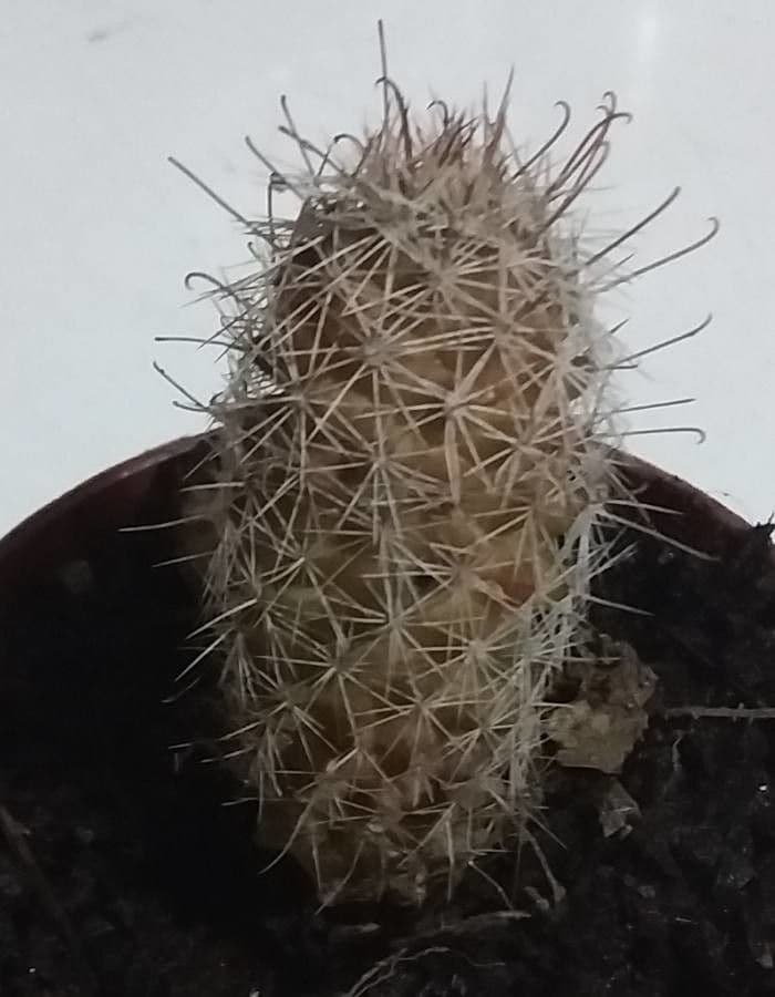 Cactus Mammillaria à queue de rat 7