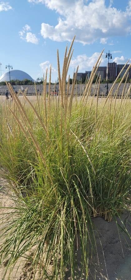 Muhlenbergia rigens