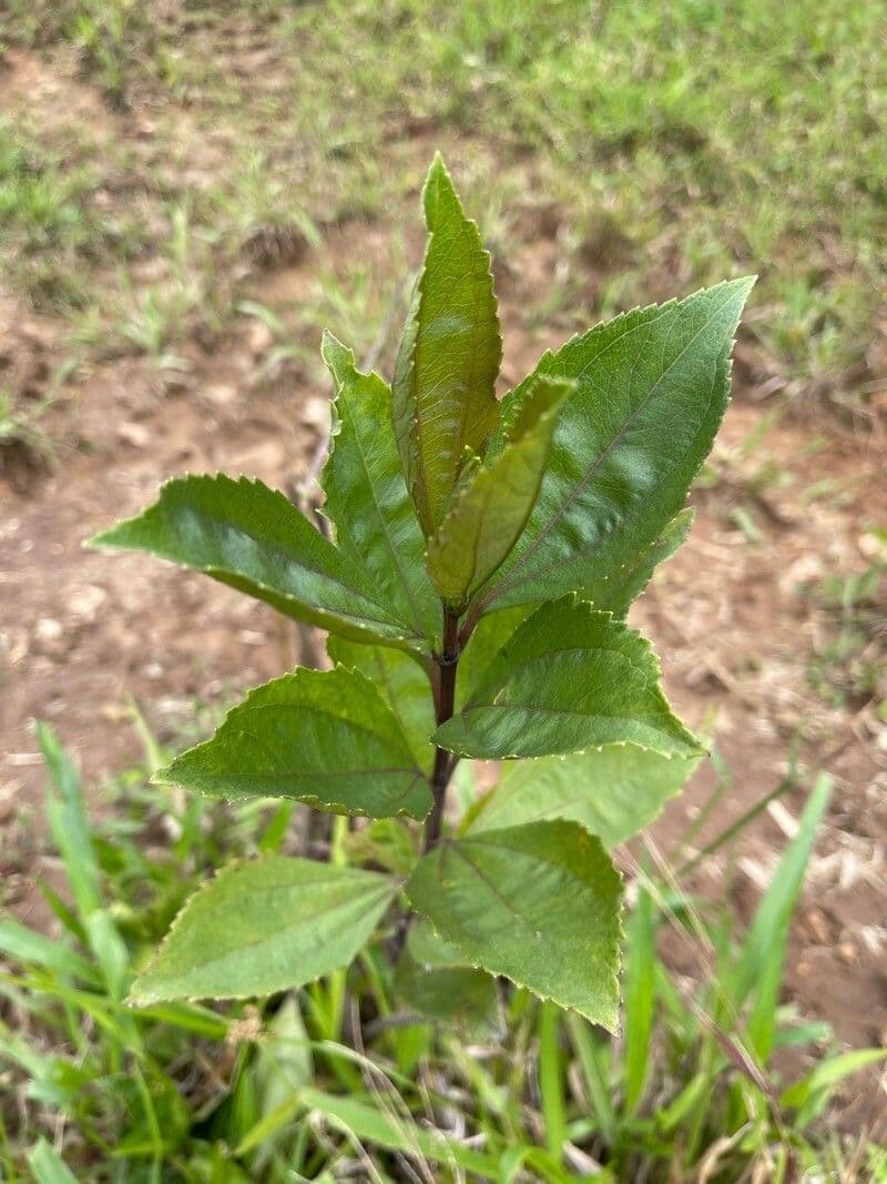 Baccharis stopkatá 4