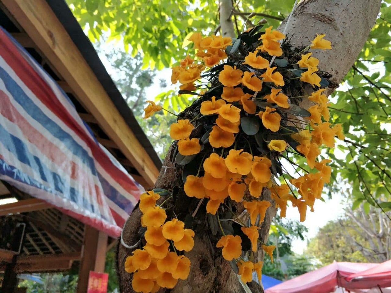 Dendrobium 6