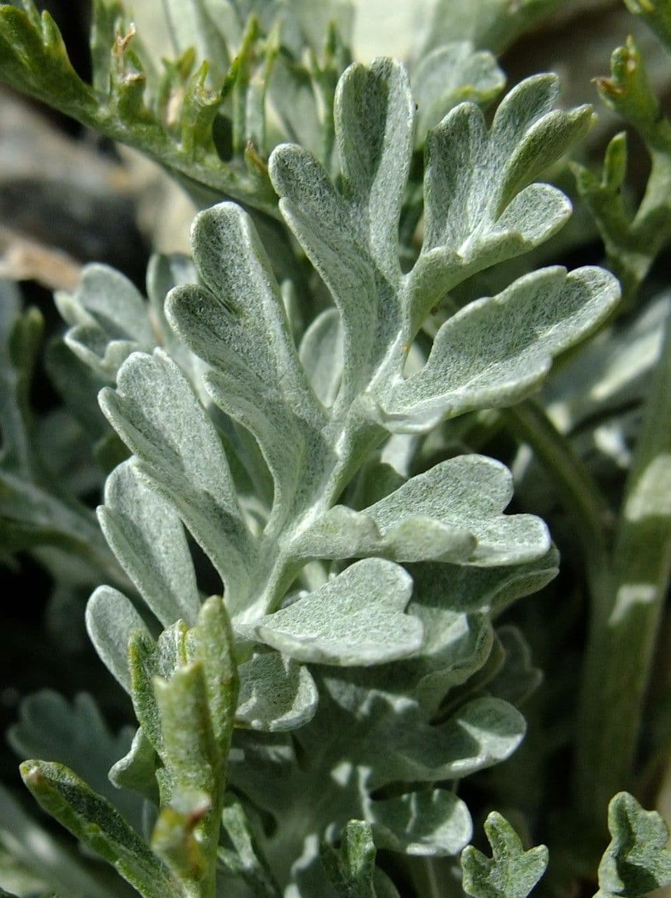 Senecio grigio 22