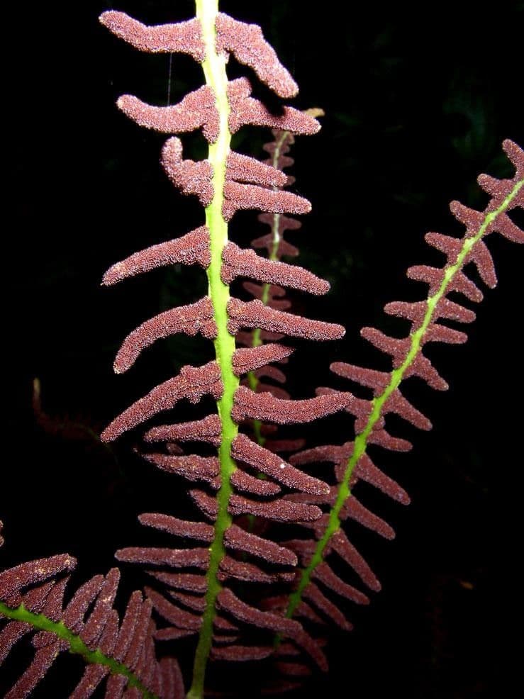 Olfersia 5