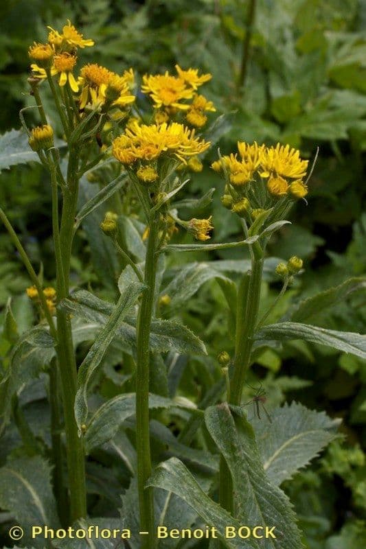 Tephroseris 11