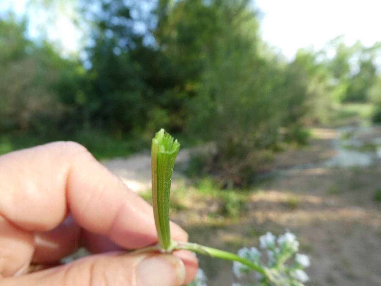 Valeriana comune 30