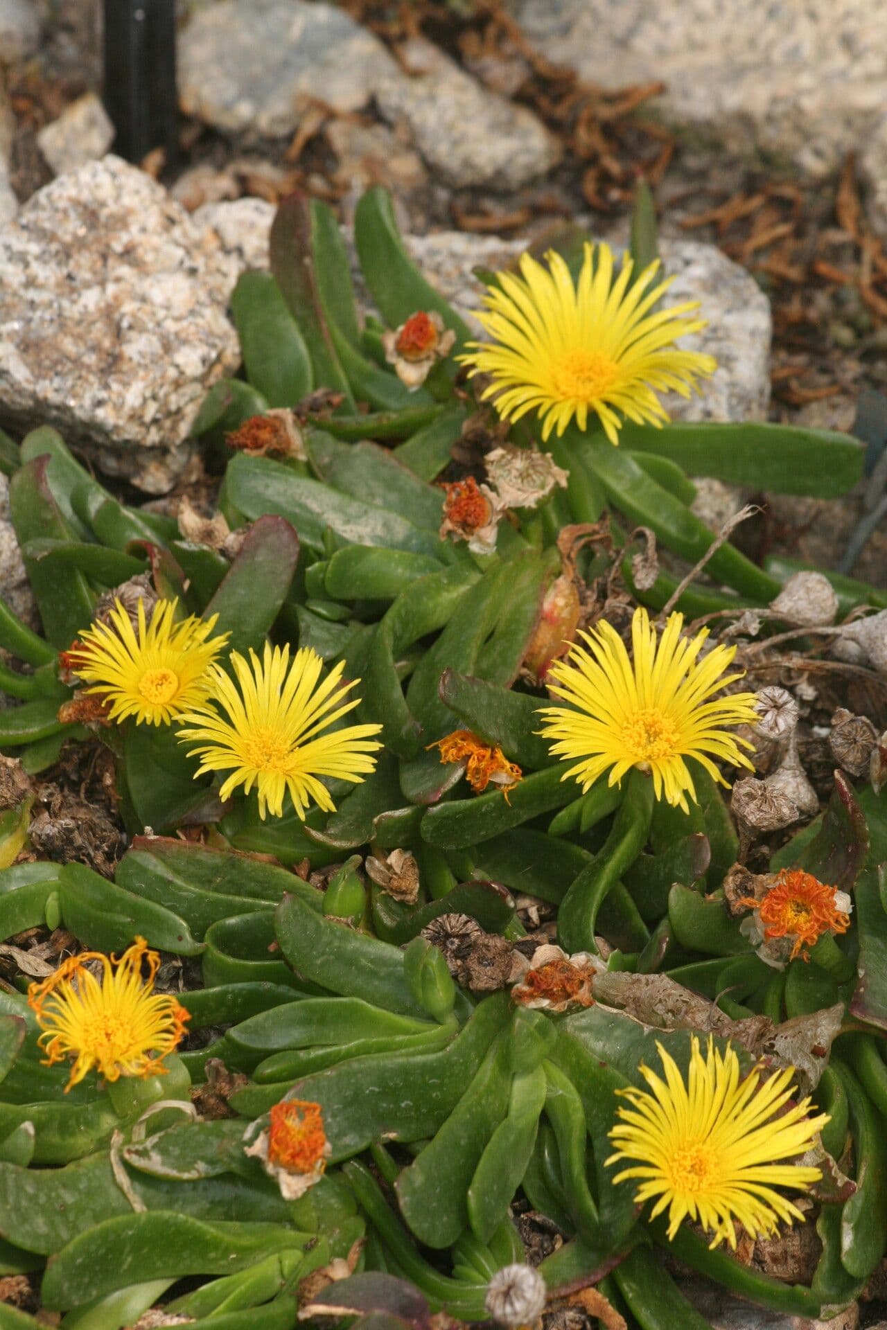 Glottiphyllum 6