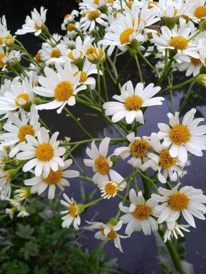 Senecio 2