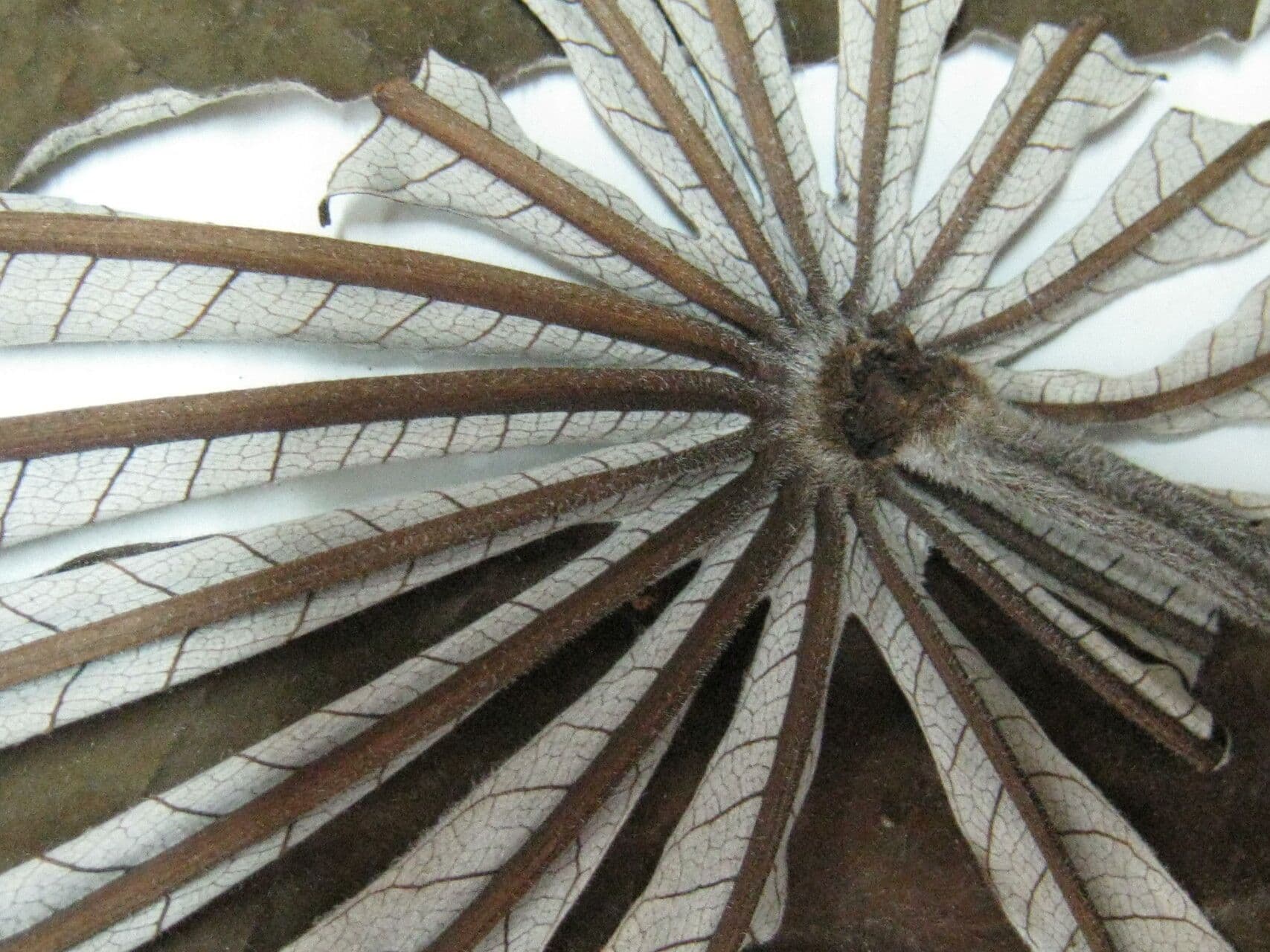 Cecropia 3