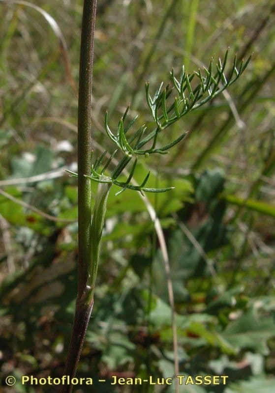 Seseli annuum 17