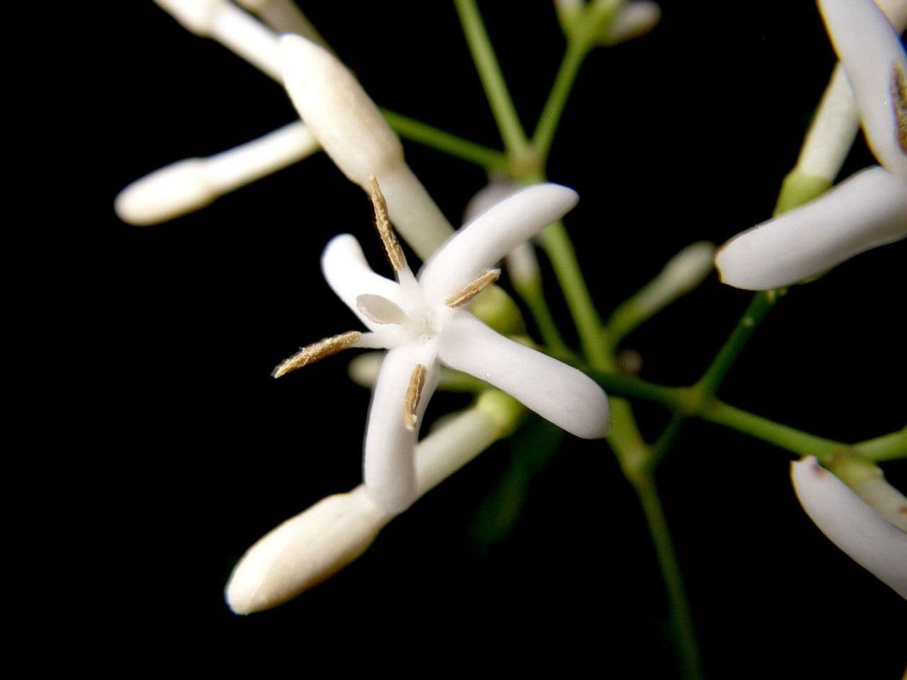Ixora nicaraguense 7