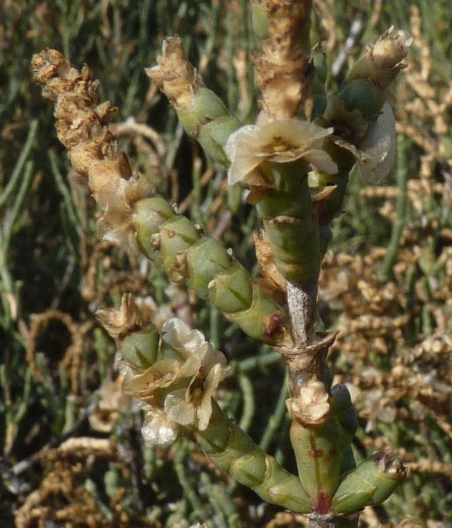 Anabasis articolata 7