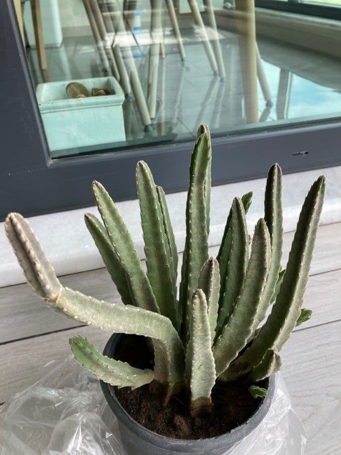 Stapelia 11