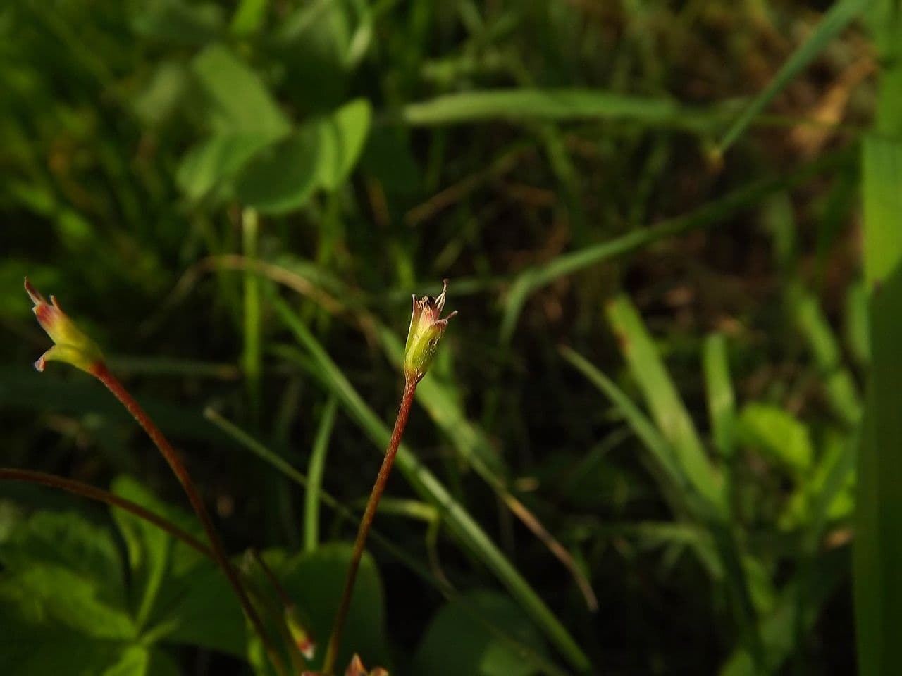 Gliederklee 4