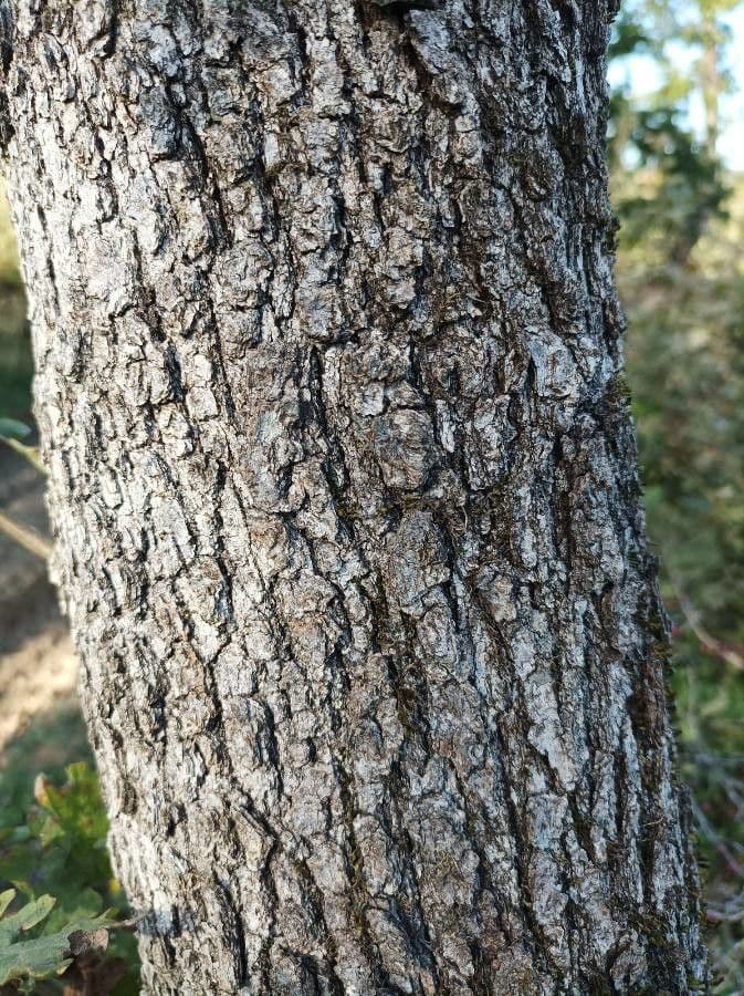 Ungarische Eiche 20