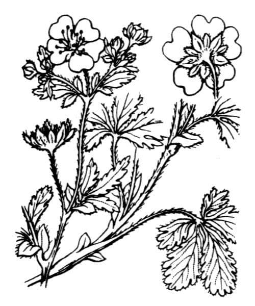 Potentilla pyrenaica 24