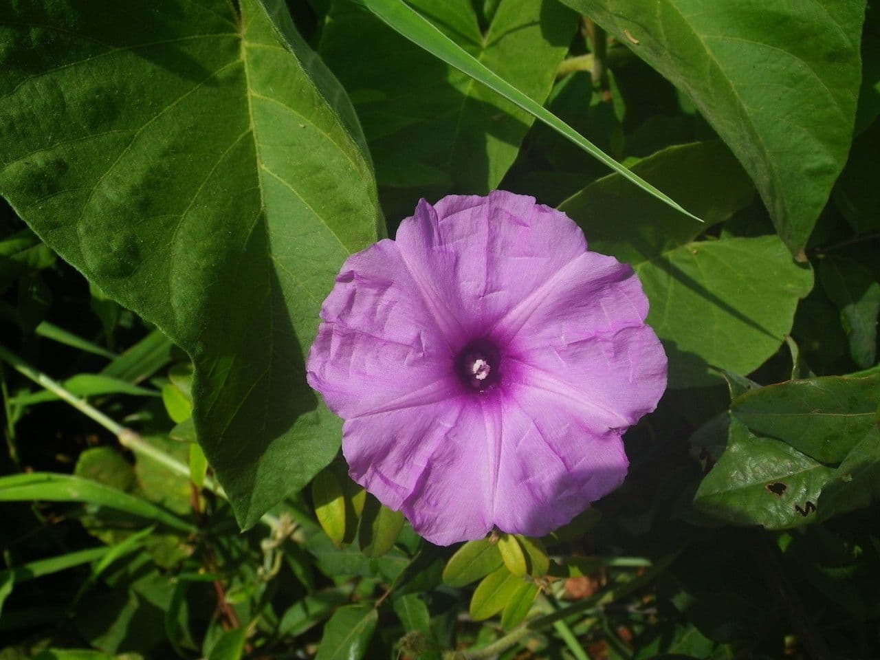 Ipomoea 2