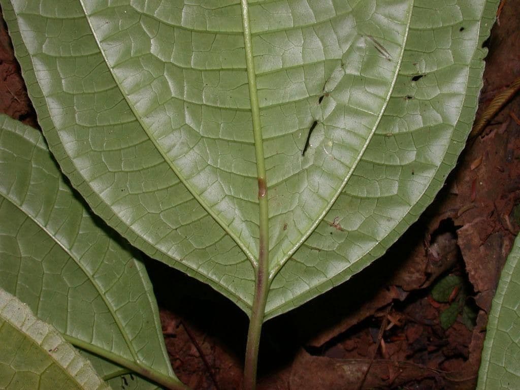 Miconia 9