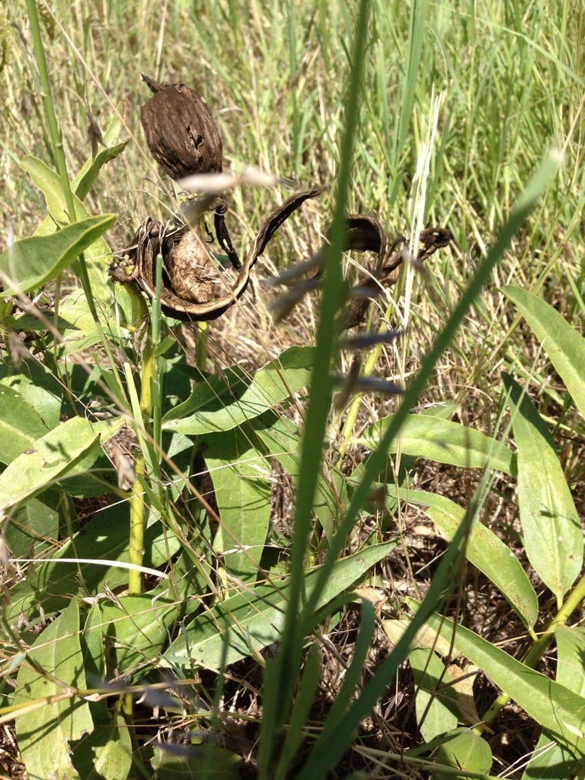 Asclepias asperula 21