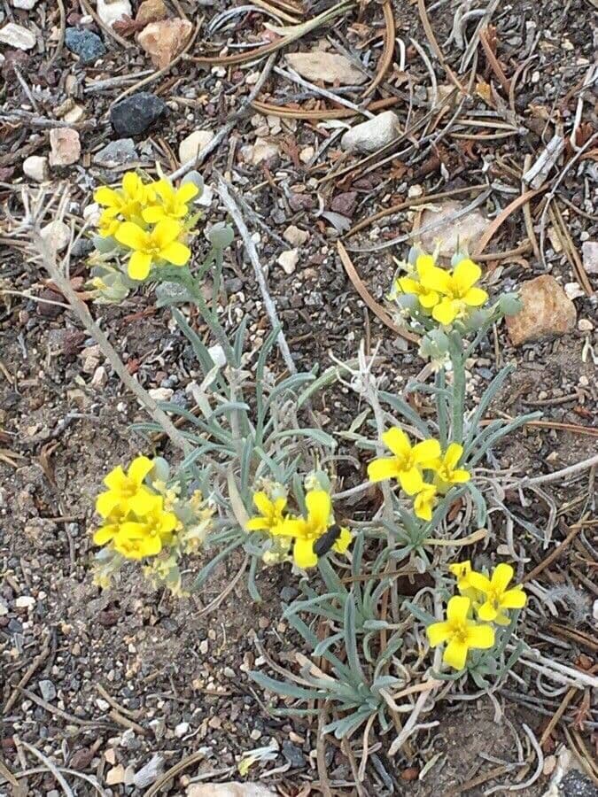 Physaria di Watson 6