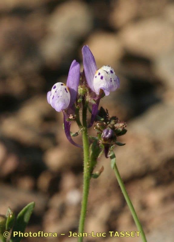 Linaria 2