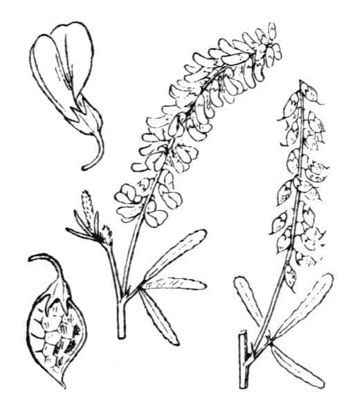Meliloto elevado 30