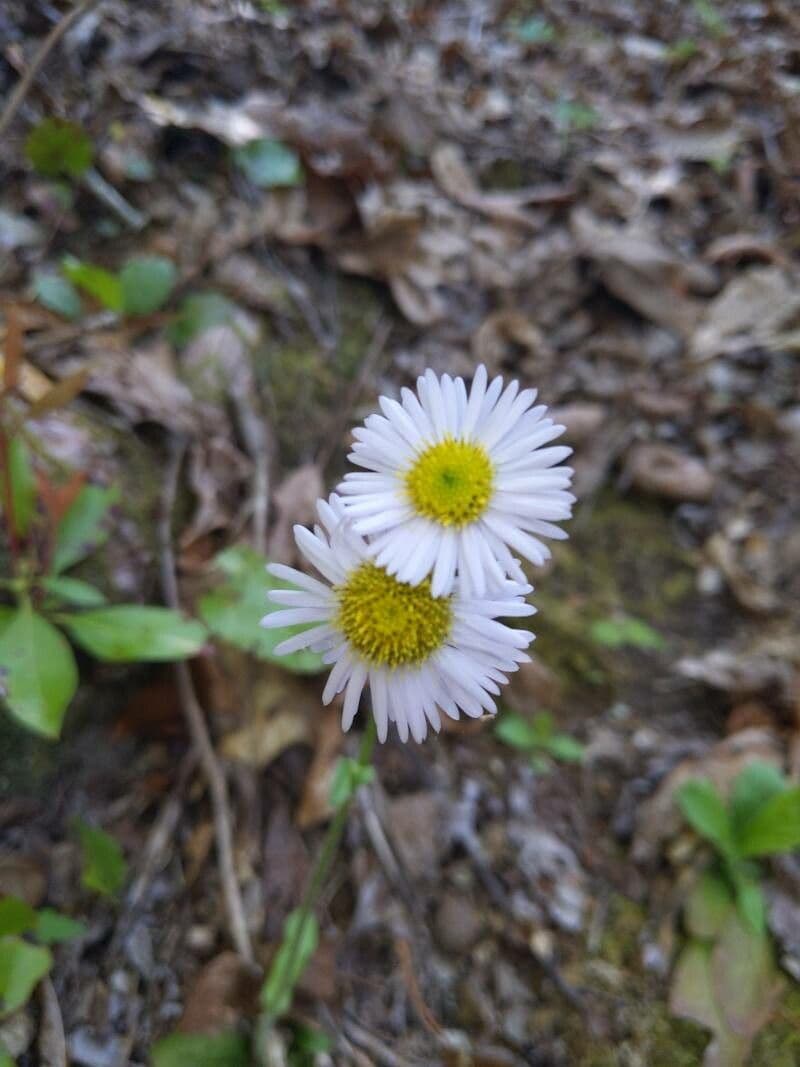 Erigeron 6
