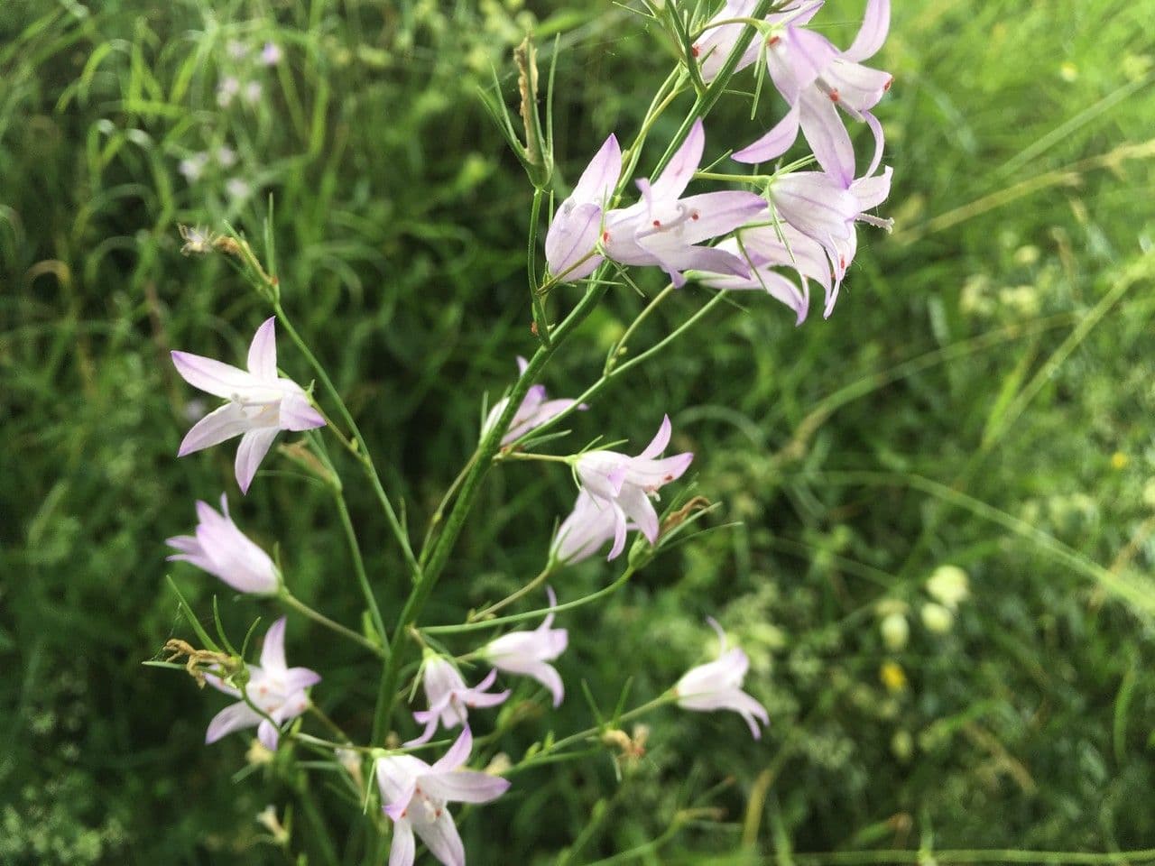 Campanula diffusa 7