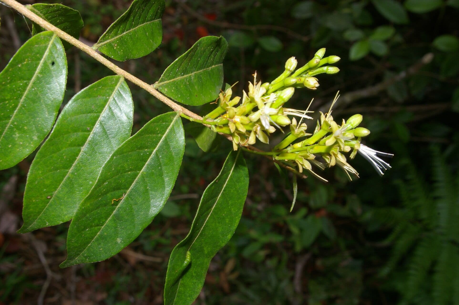 Hirtella 4