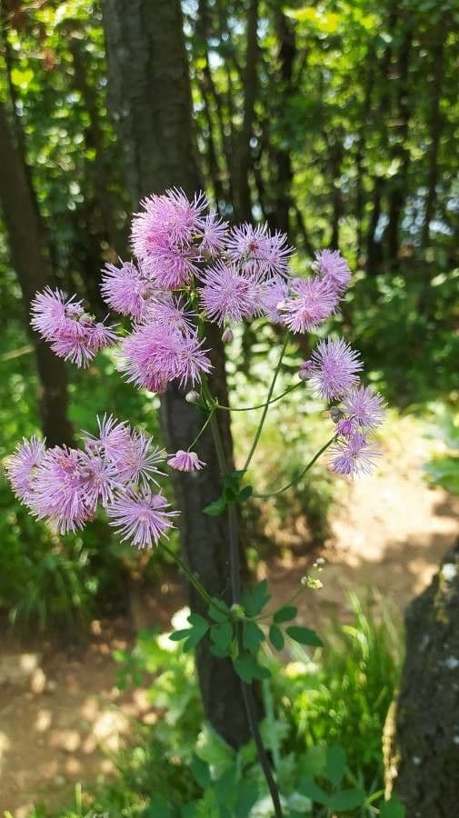 Akeleiblättrige Wiesenraute 10