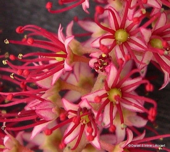 Cunonia 8