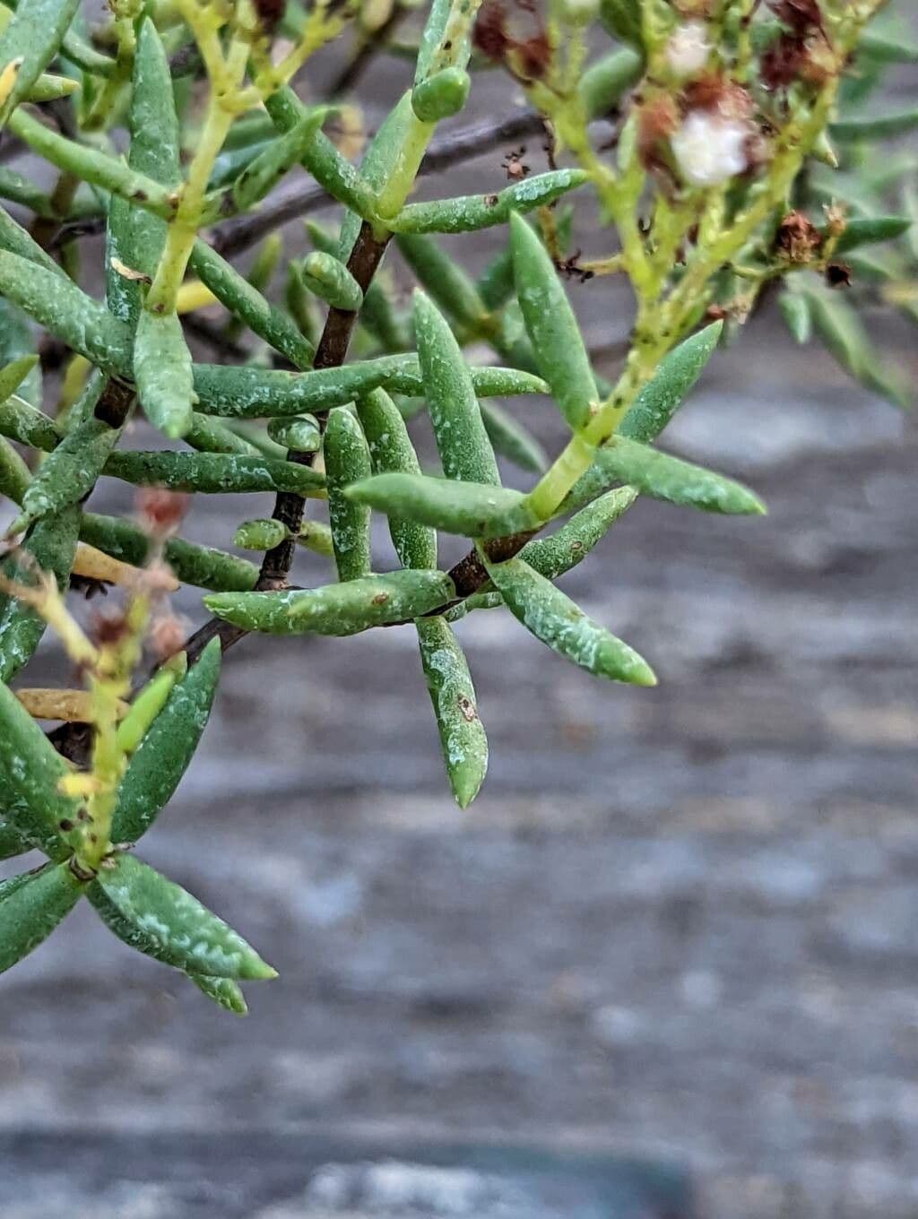 Crassula 14