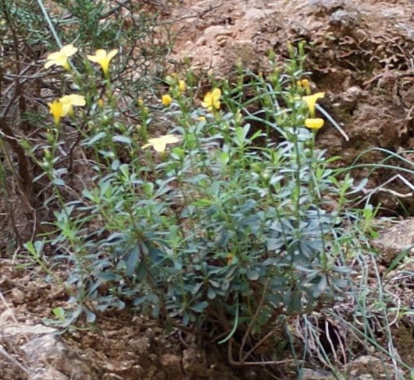 Lino arboreo 5