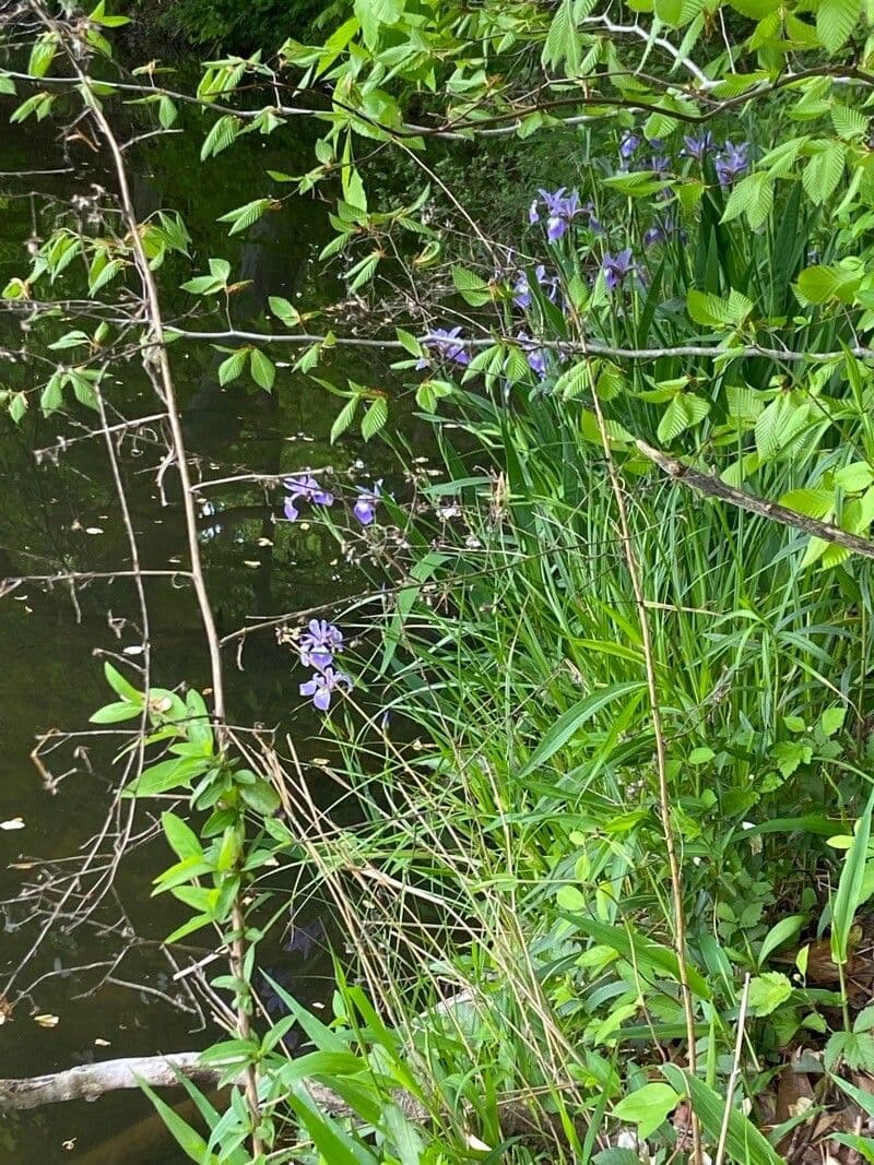 Iris versicolor 12
