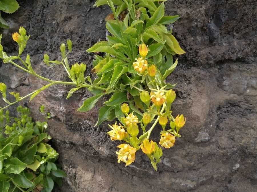 Musschia dorata 3