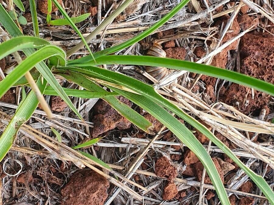 Trachyandra saltii 18