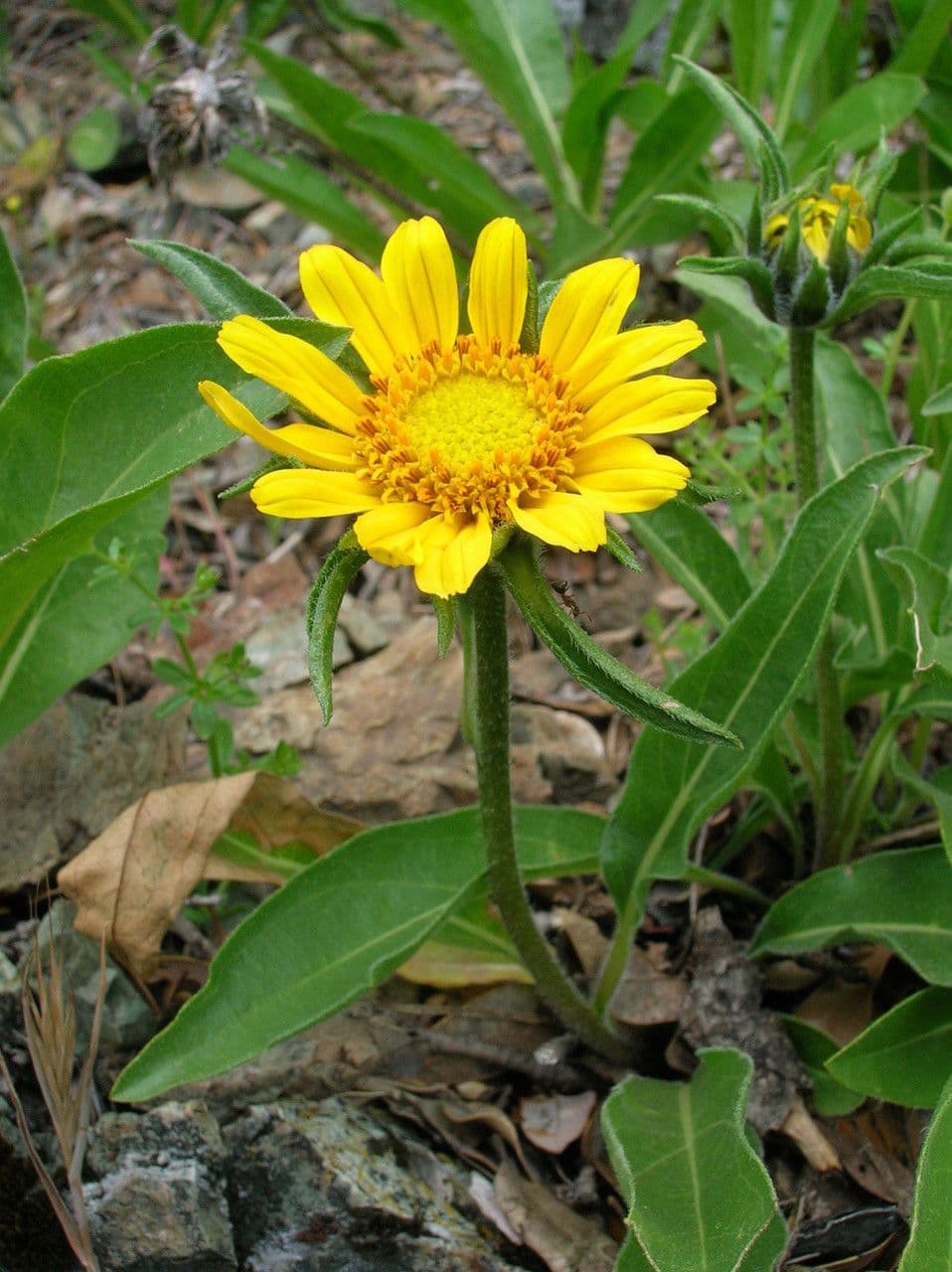 Helianthella 9