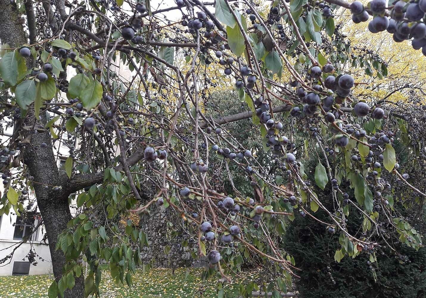Diospyros 15