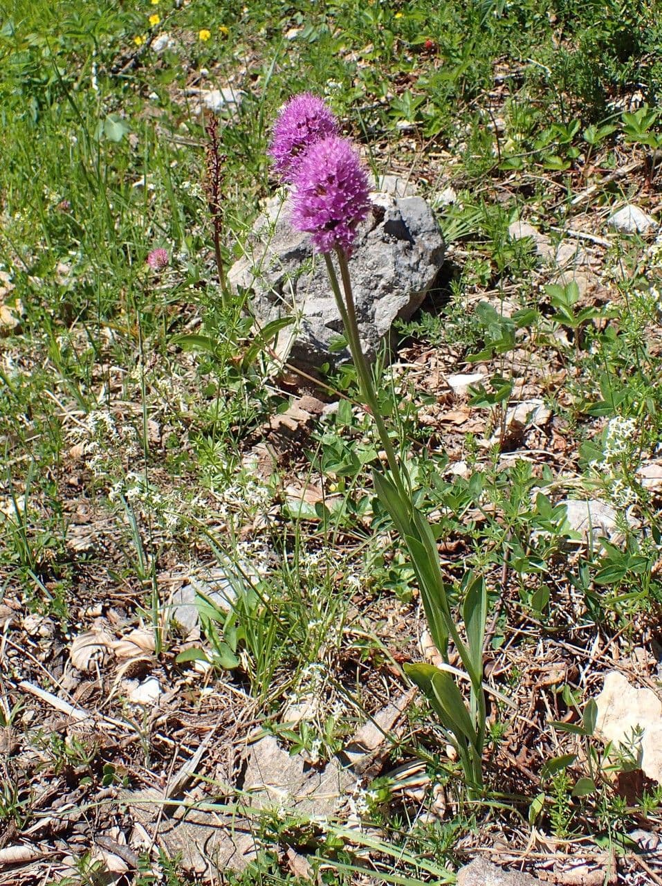 Kugelorchis 8