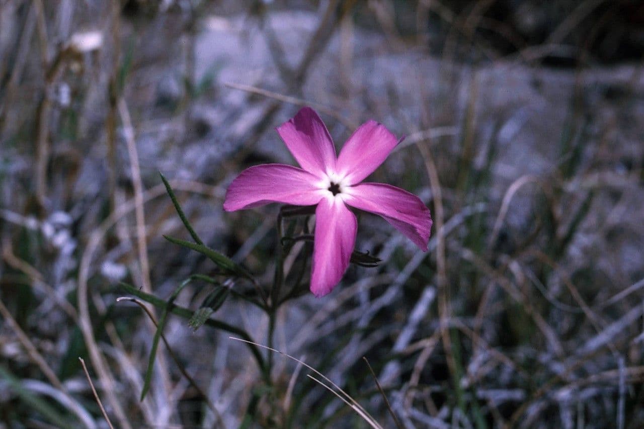 Flogosis 5