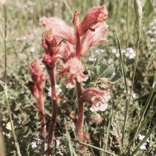 Orobanche alba 10