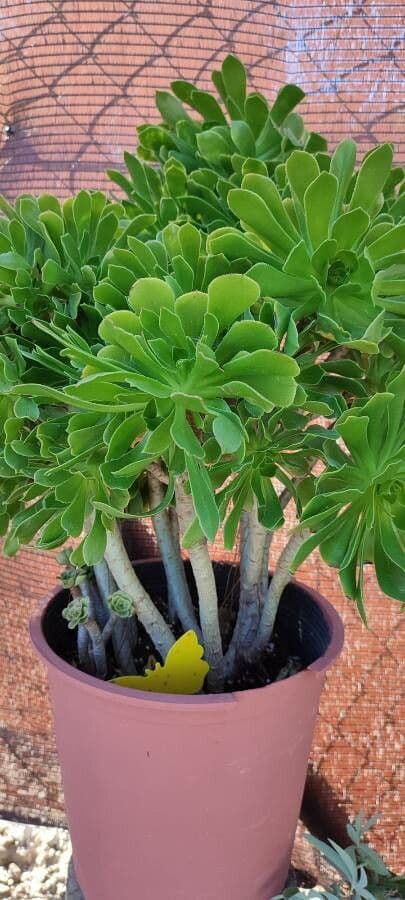 Aeonium 12