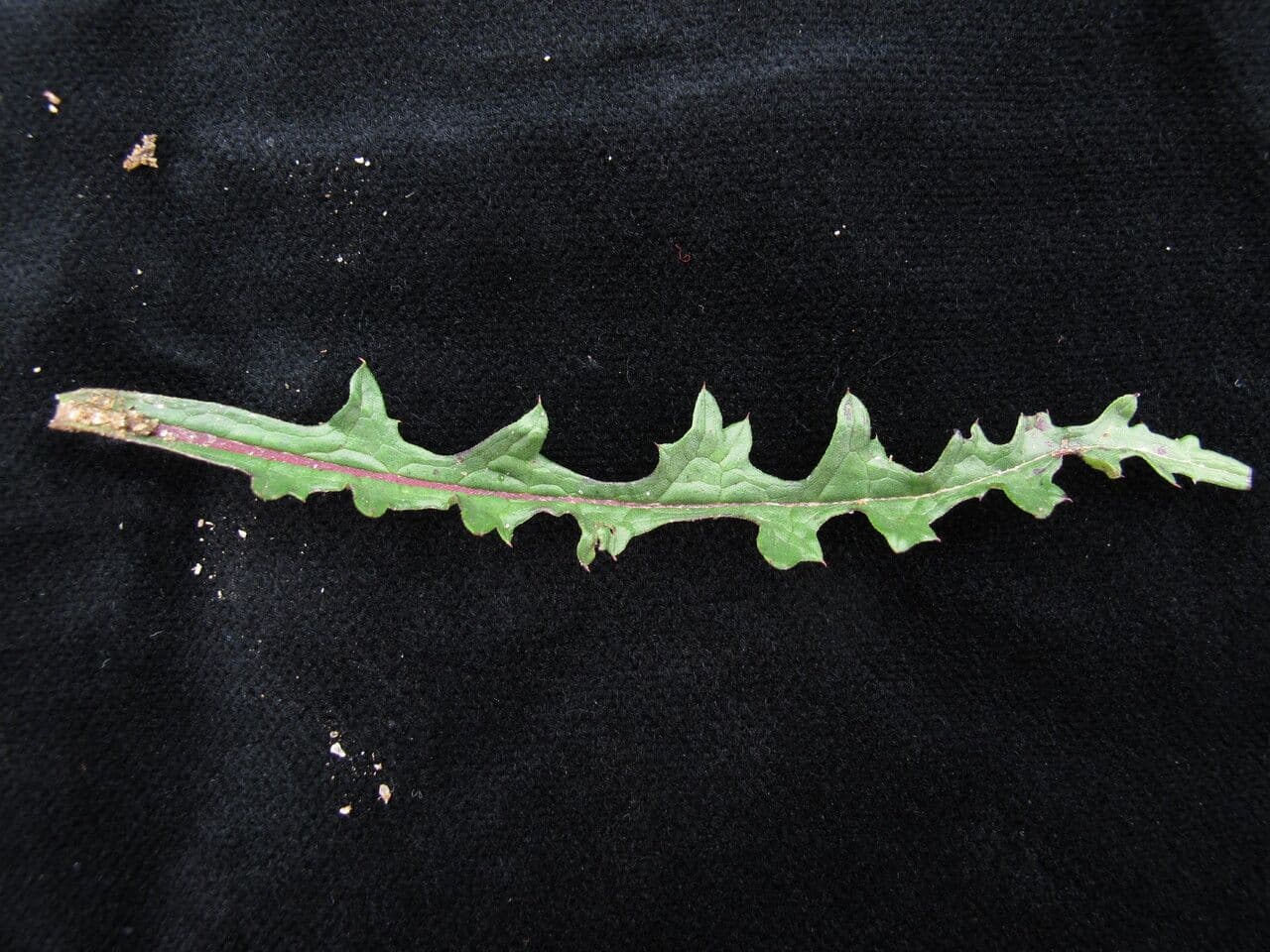 Saussurea leontodontoides 3