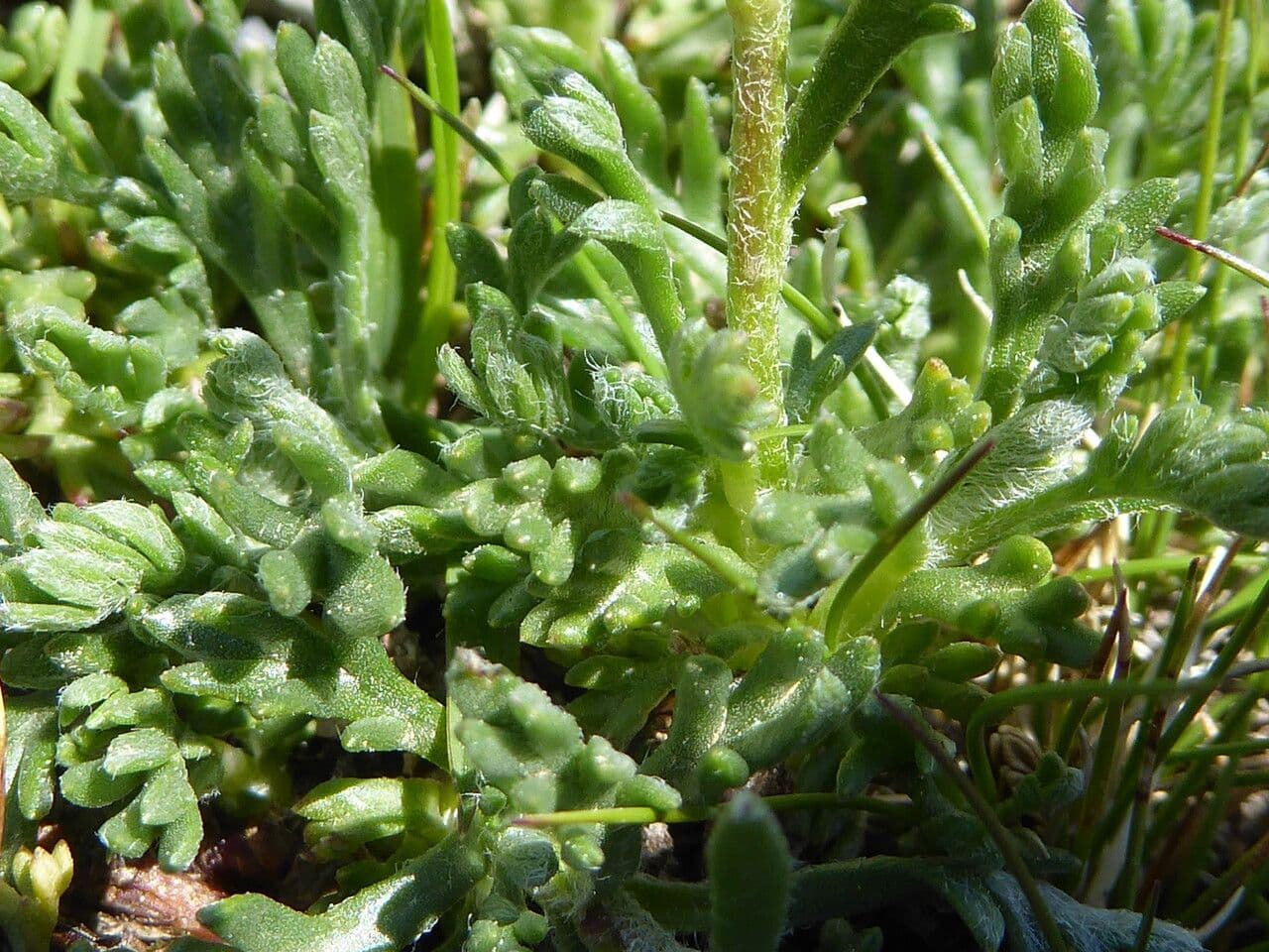 Camomilla marittima 17