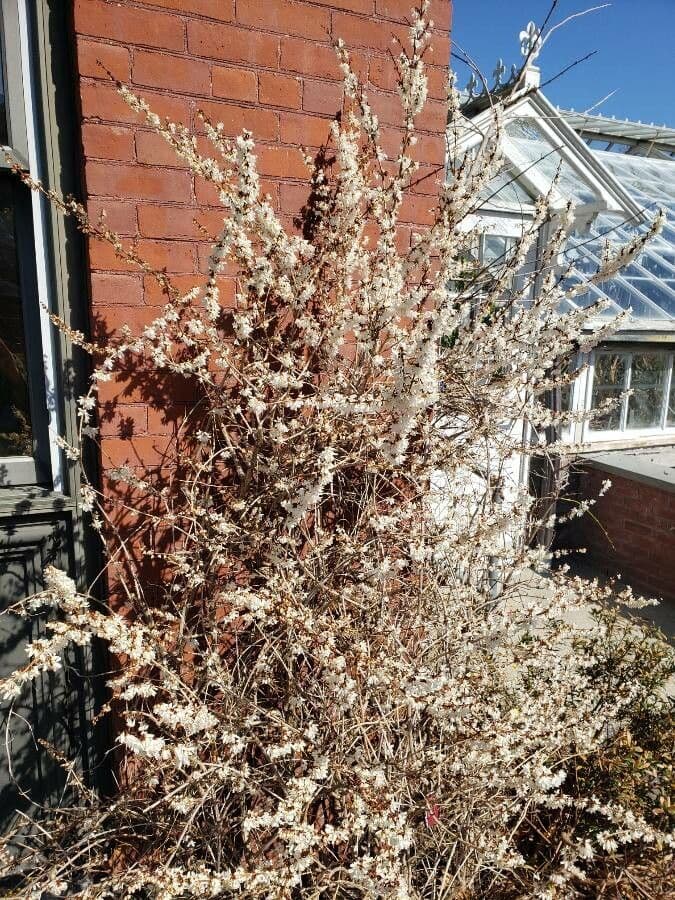 Abeliophyllum 7