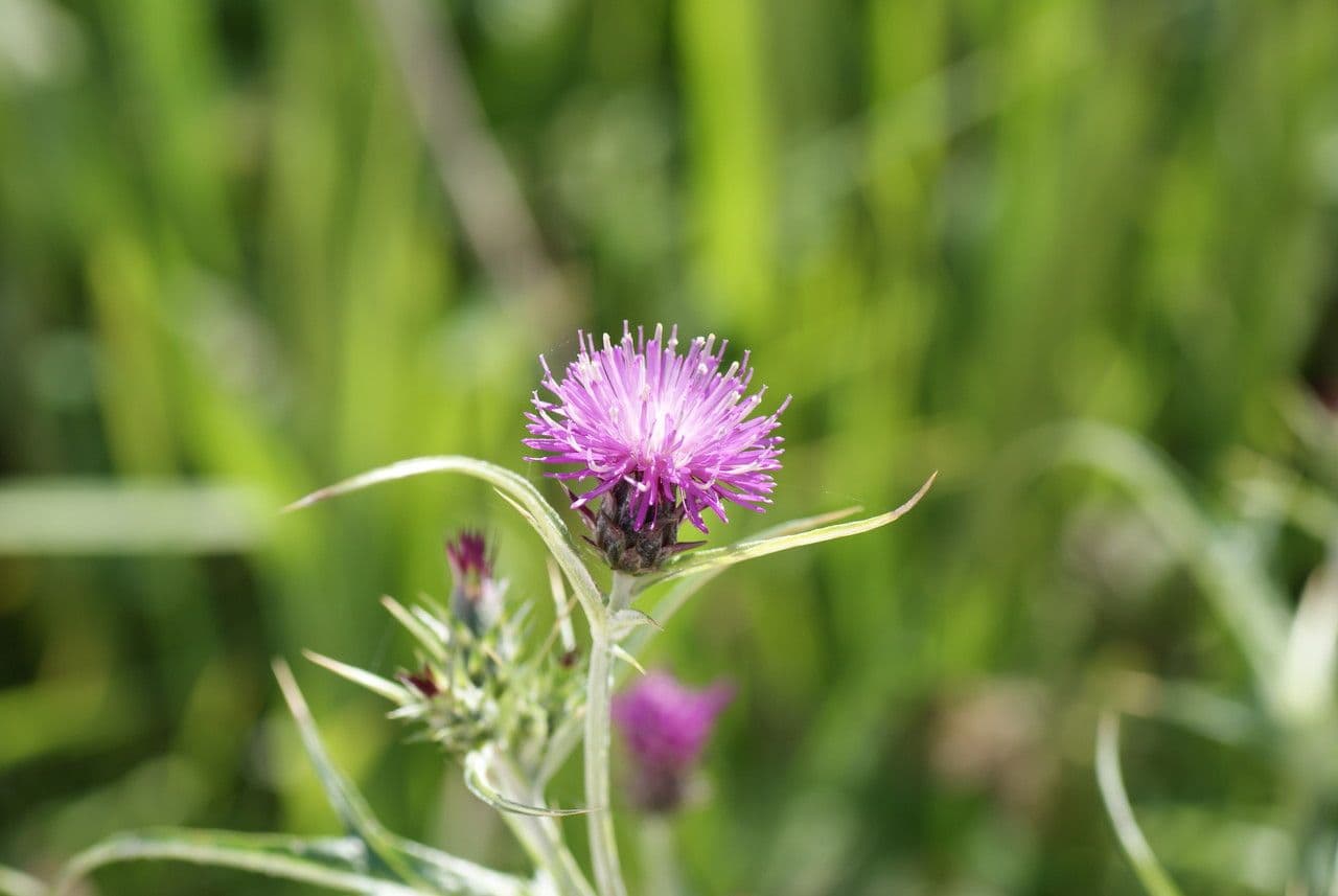Cardo cretese 6